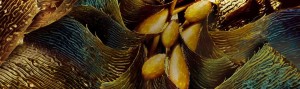 Seaweed