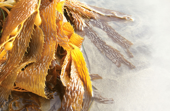 VOYA Organic Seaweed Treatments